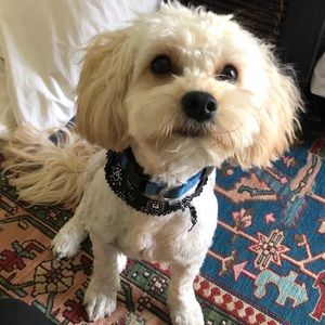 Meet your Posher, Maya